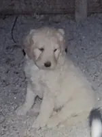 processed/9d07f616-b34f-44dd-8df2-a7db420d142c/listing/a33611fc-b43e-44d8-8c14-35400bc9ab65/4d38d62c-2504-44ce-a0b4-db0fd910e0b3