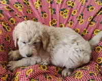 processed/9d07f616-b34f-44dd-8df2-a7db420d142c/listing/a33611fc-b43e-44d8-8c14-35400bc9ab65/6d4d96cf-23b4-4f2e-b231-3de052b6d959