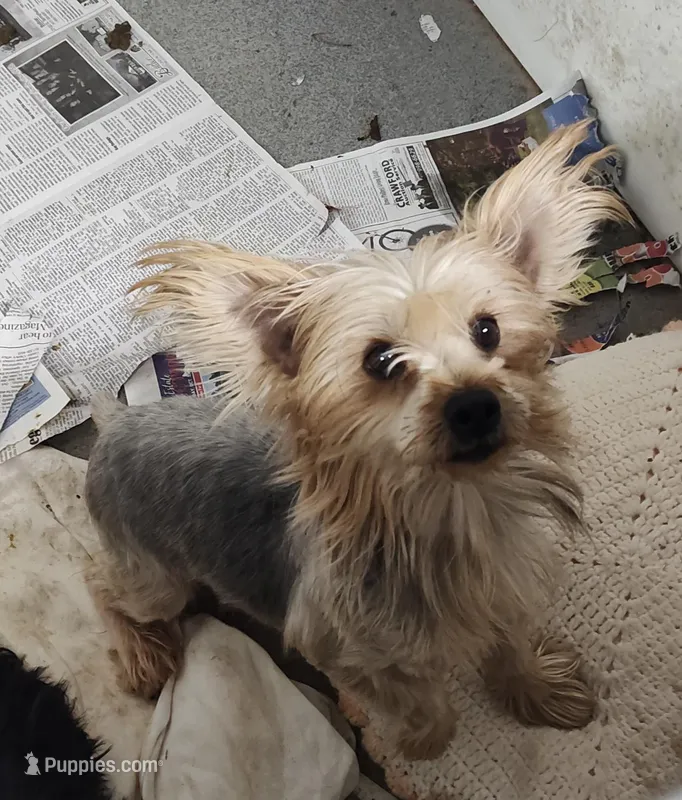 Ms. Minnie  – Yorkshire Terrier puppy for sale in Bolivar, MO