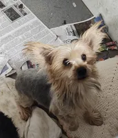 Ms. Minnie , a female Yorkshire Terrier for sale in Bolivar, MO – Photo 1 of 2