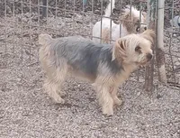Ms. Minnie , a female Yorkshire Terrier for sale in Bolivar, MO – Photo 2 of 2