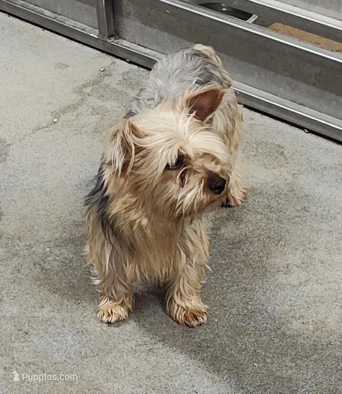 Ms. Minnie  – Yorkshire Terrier puppy for sale in Bolivar, MO