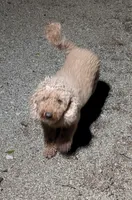 Lil Miss , a female Miniature Goldendoodle for sale in Bolivar, MO – 4 of 4
