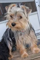 Sophia , a female Yorkshire Terrier for sale in Bolivar, MO – 3 of 5