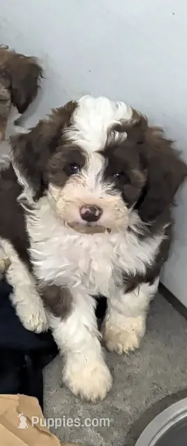 Winston  – Poodle - Miniature , Miniature Aussiedoodle puppy for sale in Bolivar, MO