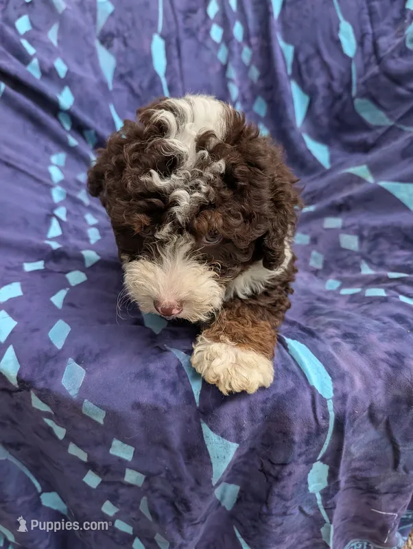 Cindy  – Poodle - Miniature , Miniature Aussiedoodle puppy for sale in Bolivar, MO