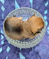 Bo, a male Chihuahua and Yorkshire Terrier for sale in Bolivar, MO – 4 of 4