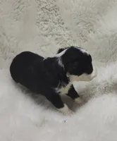 Vanessa , a female Miniature Australian Shepherd and Miniature Aussiedoodle for sale in Bolivar, MO – Photo 6 of 6