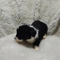 Vanessa , a female Miniature Australian Shepherd and Miniature Aussiedoodle for sale in Bolivar, MO – Photo 8 of 10