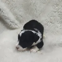 Vanessa , a female Miniature Australian Shepherd and Miniature Aussiedoodle for sale in Bolivar, MO – Photo 7 of 10