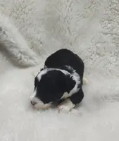 Vanessa , a female Miniature Australian Shepherd and Miniature Aussiedoodle for sale in Bolivar, MO – Photo 5 of 6