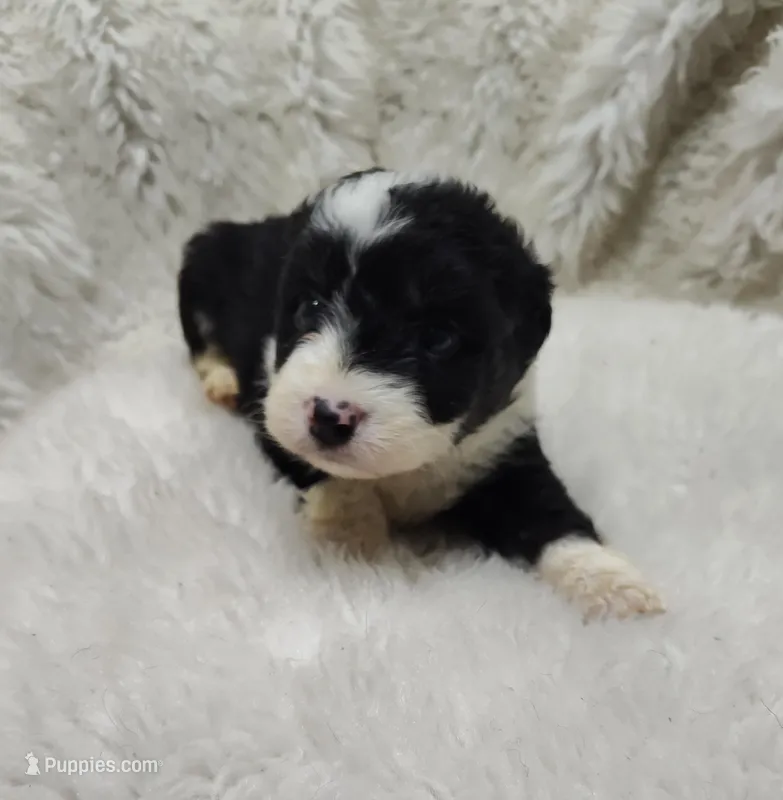 Vanessa  – Miniature Australian Shepherd, Miniature Aussiedoodle puppy for sale in Bolivar, MO