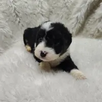 Vanessa , a female Miniature Australian Shepherd and Miniature Aussiedoodle for sale in Bolivar, MO – Photo 3 of 10