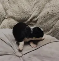 Vanessa , a female Miniature Australian Shepherd and Miniature Aussiedoodle for sale in Bolivar, MO – Photo 4 of 6