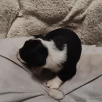 Vanessa , a female Miniature Australian Shepherd and Miniature Aussiedoodle for sale in Bolivar, MO – Photo 9 of 10