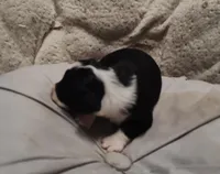 Vanessa , a female Miniature Australian Shepherd and Miniature Aussiedoodle for sale in Bolivar, MO – Photo 3 of 6