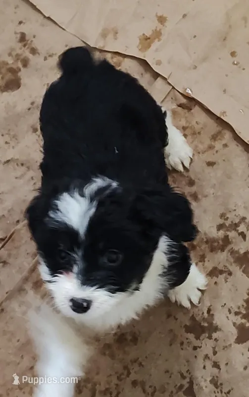 Vanessa  – Miniature Australian Shepherd, Miniature Aussiedoodle puppy for sale in Bolivar, MO