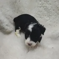 Vanessa , a female Miniature Australian Shepherd and Miniature Aussiedoodle for sale in Bolivar, MO – Photo 10 of 10