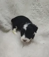 Vanessa , a female Miniature Australian Shepherd and Miniature Aussiedoodle for sale in Bolivar, MO – Photo 1 of 6