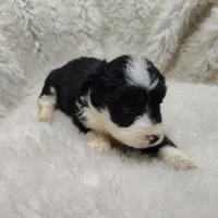 Vanessa , a female Miniature Australian Shepherd and Miniature Aussiedoodle for sale in Bolivar, MO – Photo 6 of 10