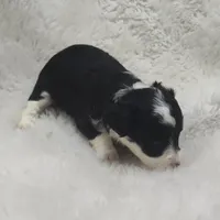 Vanessa , a female Miniature Australian Shepherd and Miniature Aussiedoodle for sale in Bolivar, MO – Photo 5 of 10