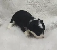 Vanessa , a female Miniature Australian Shepherd and Miniature Aussiedoodle for sale in Bolivar, MO – Photo 2 of 6