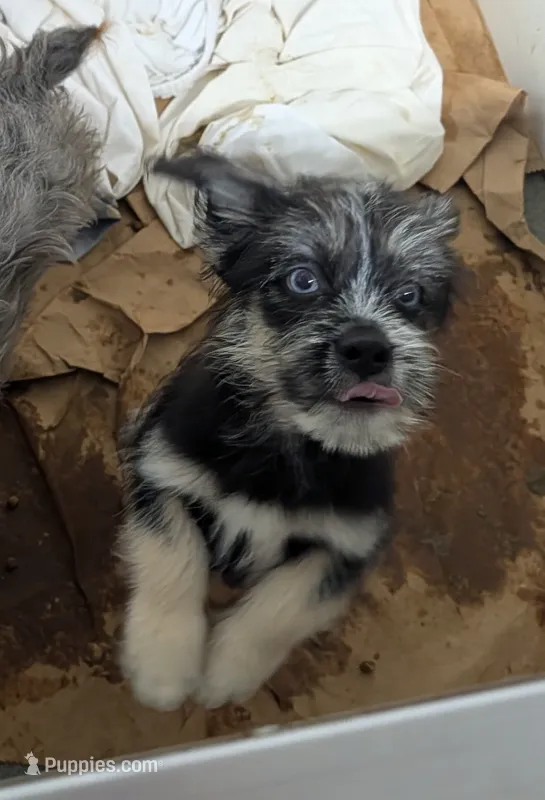 Neptune  – Shih Tzu, Shorkie puppy for sale in Bolivar, MO