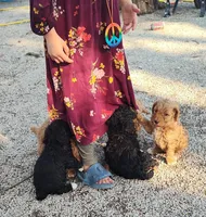 Morgan , a male Goldendoodle and Miniature Goldendoodle for sale in Bolivar, MO – Photo 2 of 5