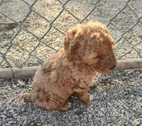 Morgan , a male Goldendoodle and Miniature Goldendoodle for sale in Bolivar, MO – Photo 3 of 5