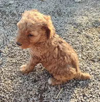Morgan , a male Goldendoodle and Miniature Goldendoodle for sale in Bolivar, MO – Photo 4 of 5