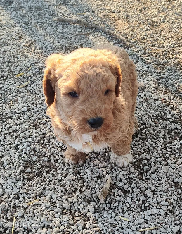 Morgan  – Goldendoodle, Miniature Goldendoodle puppy for sale in Bolivar, MO