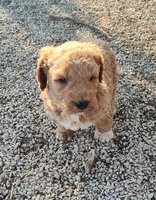 Morgan , a male Goldendoodle and Miniature Goldendoodle for sale in Bolivar, MO – Photo 1 of 5