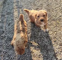 Morgan , a male Goldendoodle and Miniature Goldendoodle for sale in Bolivar, MO – Photo 5 of 5