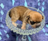 Bo, a male Chihuahua and Yorkshire Terrier for sale in Bolivar, MO – 3 of 4