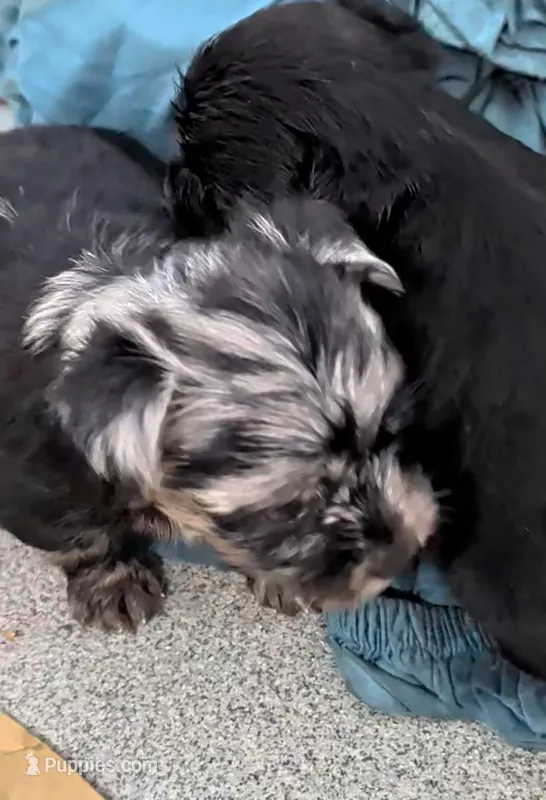 Ophelia  – Yorkshire Terrier puppy for sale in Bolivar, MO