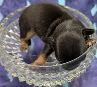 Moe, a male Chihuahua and Yorkshire Terrier for sale in Bolivar, MO – 3 of 5