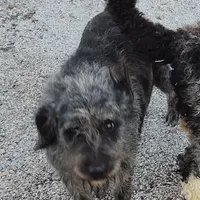 Blusey, a female Labradoodle for sale in Bolivar, MO – Photo 3 of 4