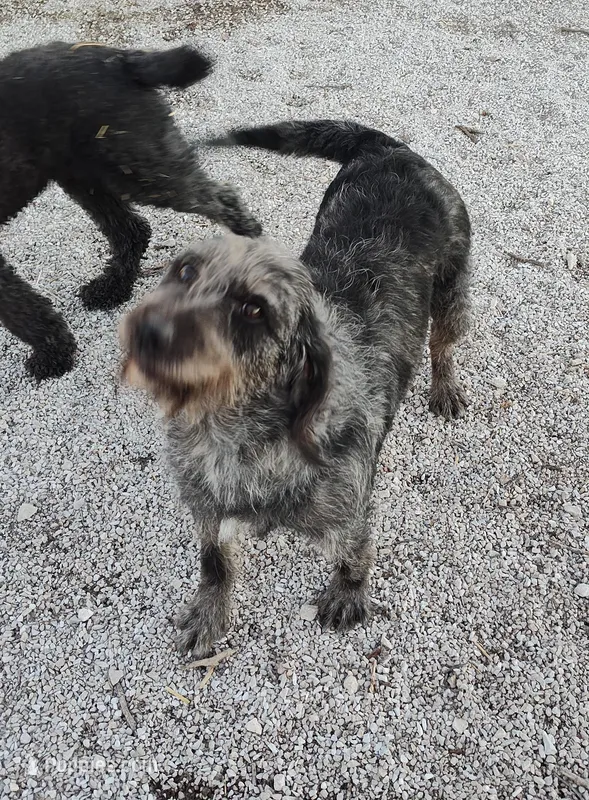 Blusey, a female Labradoodle for sale in Bolivar, MO – Photo 1 of 4