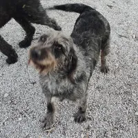 Blusey, a female Labradoodle for sale in Bolivar, MO – Photo 1 of 4