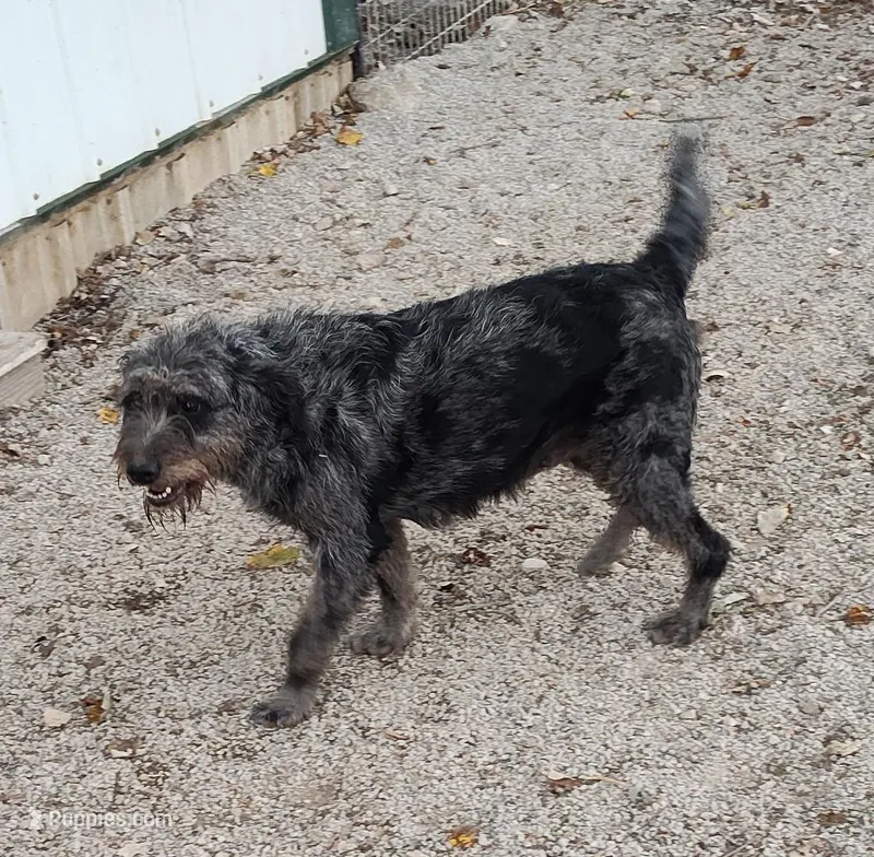 Blusey – Labradoodle puppy for sale in Bolivar, MO