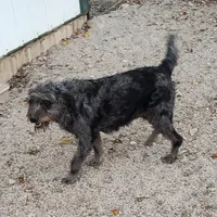 Blusey, a female Labradoodle for sale in Bolivar, MO – Photo 2 of 4