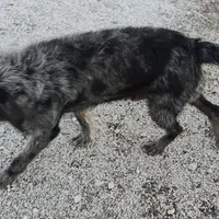 Blusey, a female Labradoodle for sale in Bolivar, MO – Photo 4 of 4