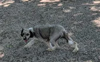 Shay, a female Poodle - Miniature  and Miniature Aussiedoodle for sale in Bolivar, MO – 2 of 3