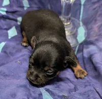 Moe, a male Chihuahua and Yorkshire Terrier for sale in Bolivar, MO – 4 of 5