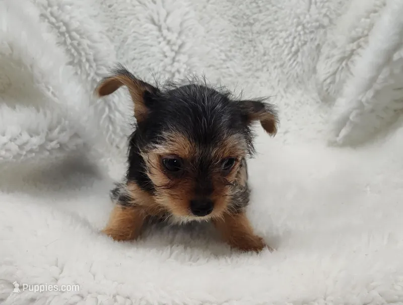 Alley – Yorkshire Terrier puppy for sale in Bolivar, MO