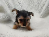 Alley, a female Yorkshire Terrier for sale in Bolivar, MO – Photo 5 of 10