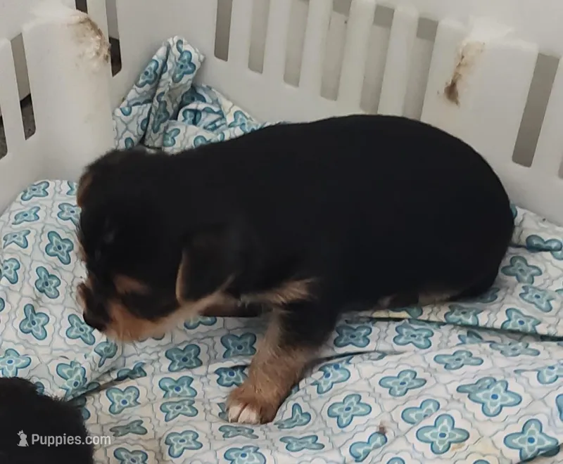 Alley, a female Yorkshire Terrier for sale in Bolivar, MO – Photo 1 of 3