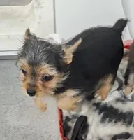 Alley, a female Yorkshire Terrier for sale in Bolivar, MO – Photo 2 of 10