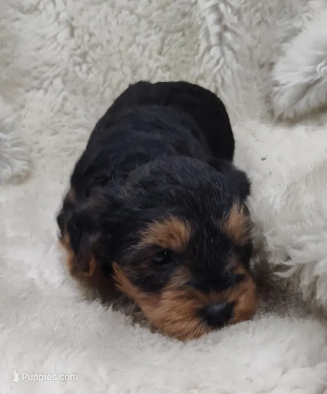 Alley – Yorkshire Terrier puppy for sale in Bolivar, MO