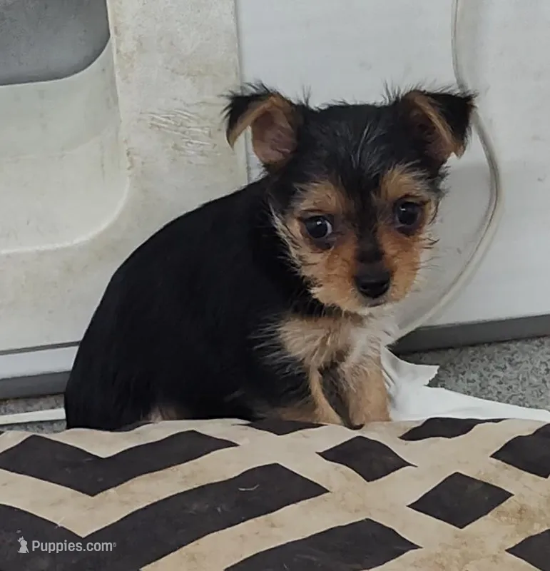 Alley – Yorkshire Terrier puppy for sale in Bolivar, MO